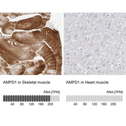 AMPD1 Antibody, Novus Biologicals:Antibodies:Primary Antibodies